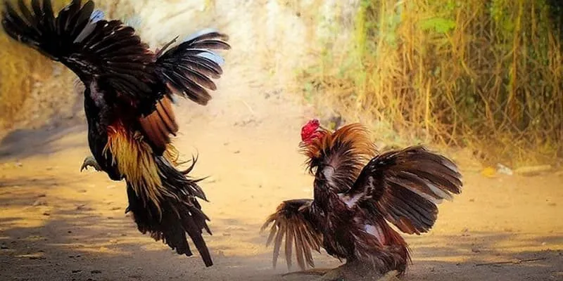 Cược Đá Gà Typhu88: Sân Chơi Lôi Cuốn Với Những Phần Quà Lớn Cá cược đá gà là gì?