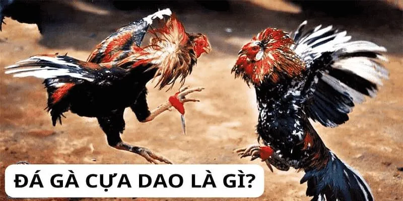 Đá Gà Cựa Dao - Kỹ Thuật Buộc Dao Vào Cựa Gà Để Chiến Thắng Thông tin chi tiết về đá gà cựa dao trên typhu88
