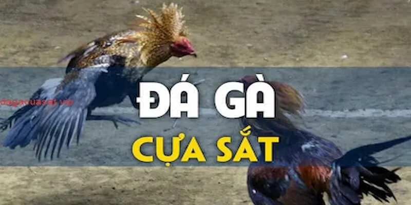 Đá Gà Cựa Sắt – Các Hình Thức Phổ Biến Và Những Lời Khuyên Giới thiệu thông tin chi tiết về đá gà cựa sắt