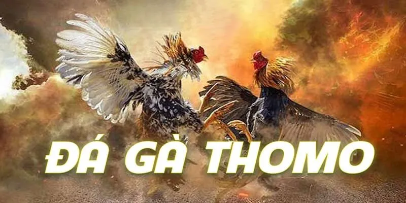 Đá Gà Thomo Typhu88 Là Đỉnh Cao Của Giải Trí Hàng Đầu Khám phá về đá gà Thomo tại Typhu88
