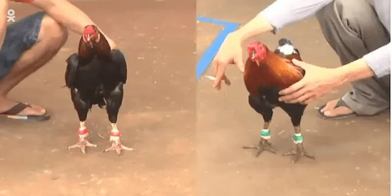 Đá Gà Thomo Ở Đâu Dành Cho Những Người Chơi Mới Cách tổ chức đá gà Thomo như thế nào?
