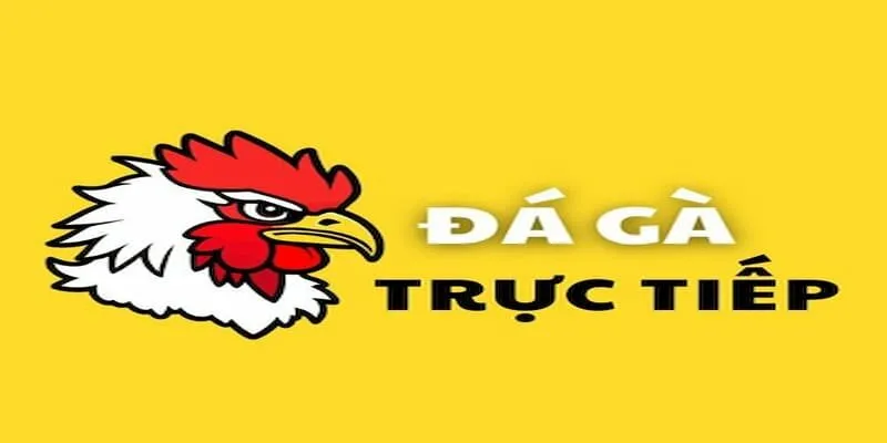 Đá Gà Trực Tiếp Typhu88 - Nền Tảng Cá Cược Hấp Dẫn Đôi nét về đá gà trực tiếp Typhu88