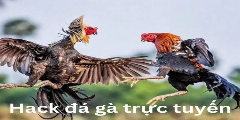 Typhu88 – Hướng Dẫn Bạn Cách Hack Đá Gà Trực Tuyến Công cụ hack đá gà trực tuyến là gì?