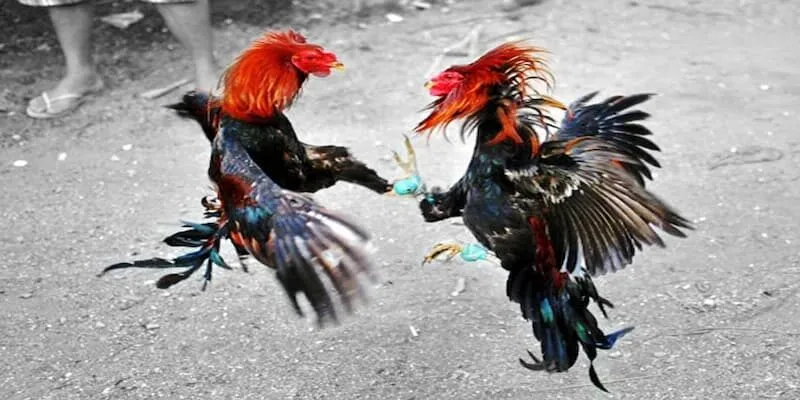 Luật Chơi Đá Gà Cựa Sắt Và Các Điều Cần Lưu Ý Thông tin cơ bản về đá gà cựa sắt trên Typh88