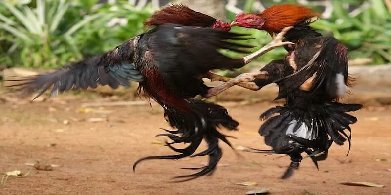 Wala Là Gì Trong Đá Gà? Các Thuật Ngữ Phổ Biến Đá gà Wala là gì?